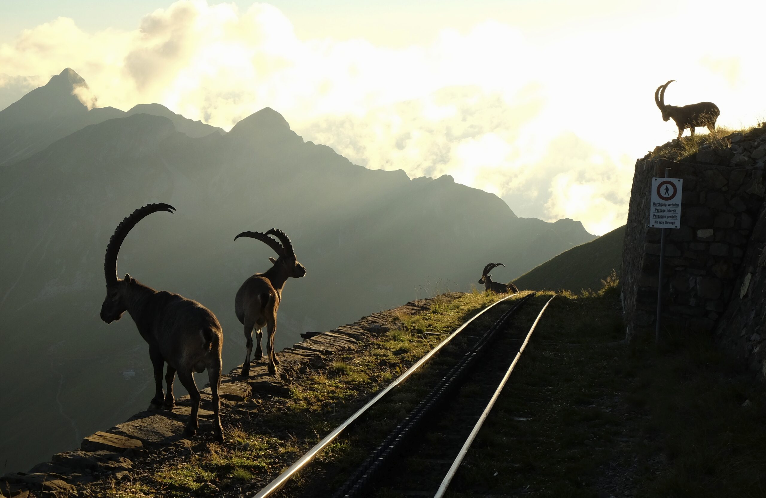 Alpine ibexes stand on a rocky ledge beside a railway track with towering mountains and a hazy sunset in the background
