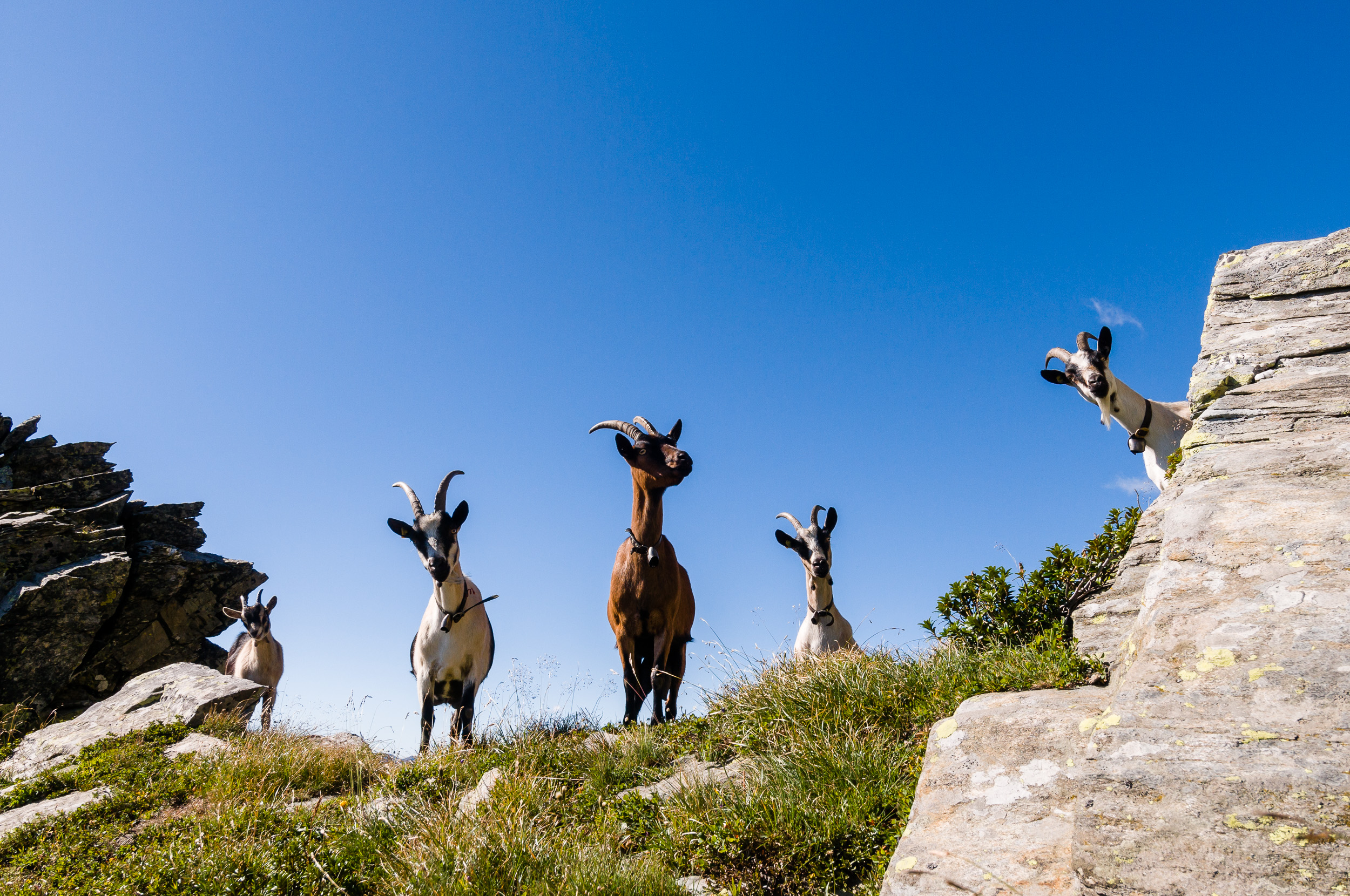 Group of goats standing on a rocky hillside with a clear blue sky behind them.