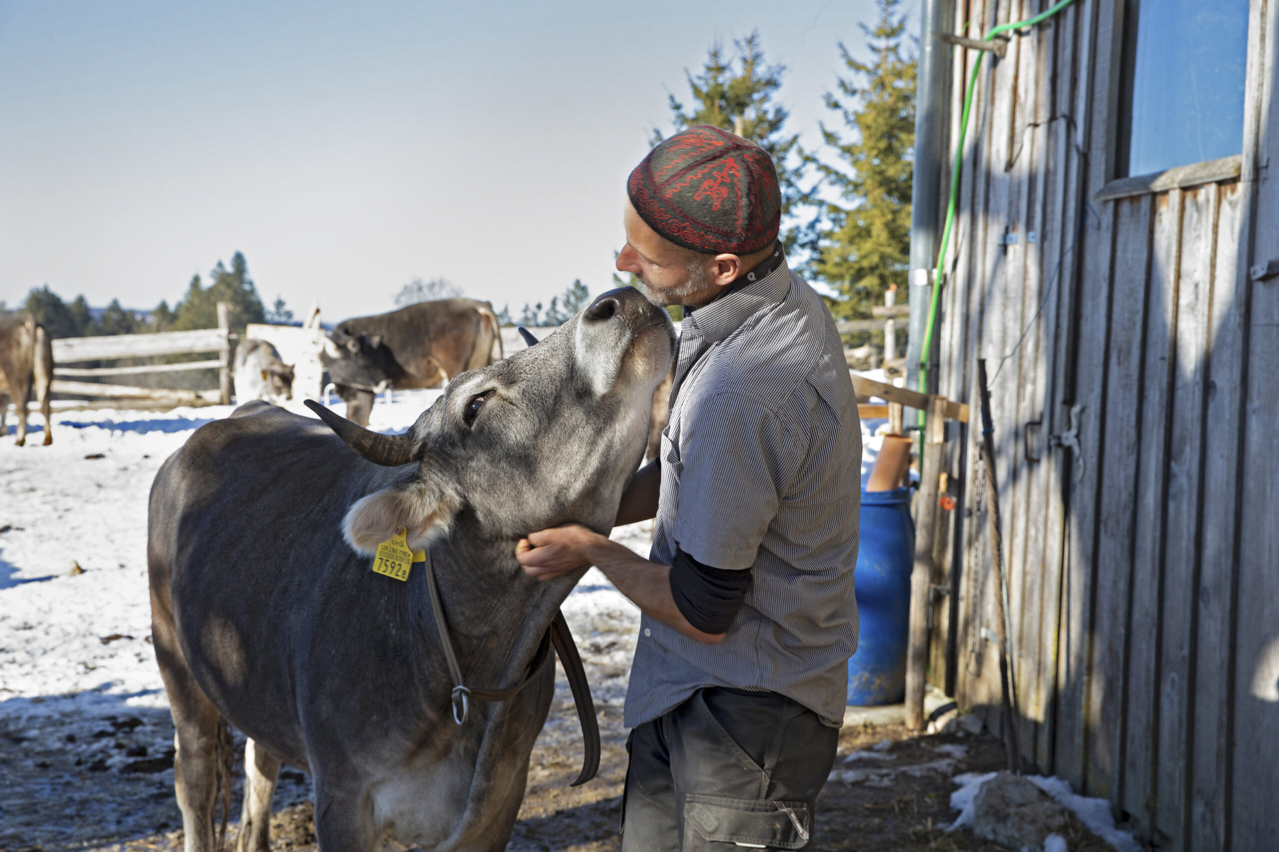 Man in a patterned red-and-gray cap cuddling a gray cow on a snowy farm, near a wooden barn.