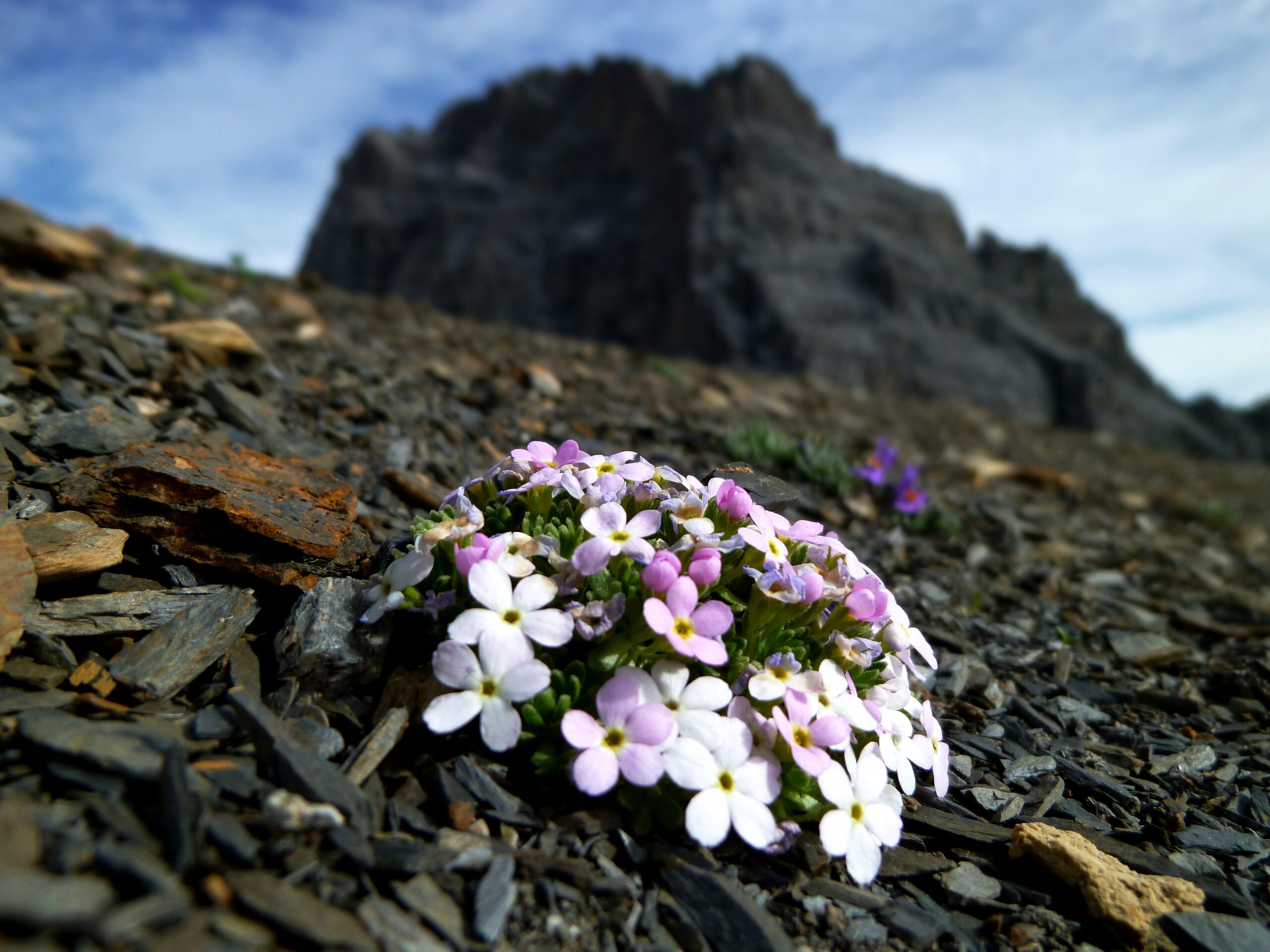 Close-up of pink and white flowers growing among gray rocks, with a rocky cliff and blue sky in the background.