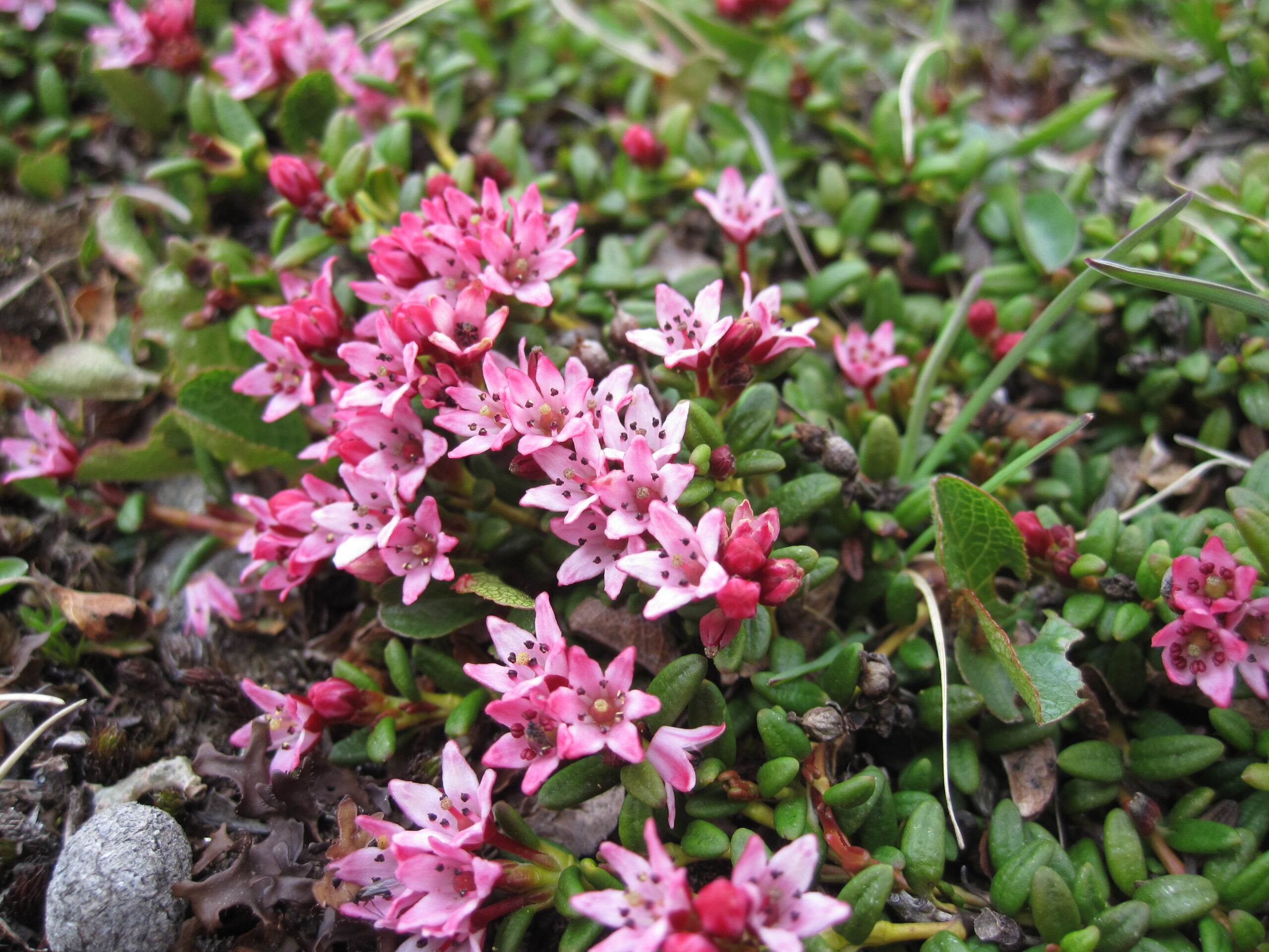 Low-growing pink flowers with five petals and dark centers, clustered among small green leaves.